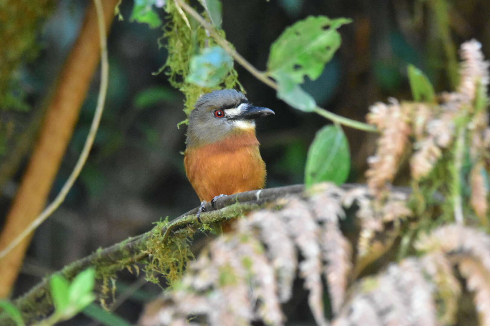 Image of Hapaloptila Sclater & PL 1881