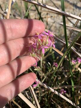 Image of Zeltnera namatophila