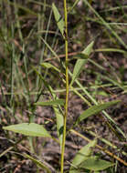 Image of showy goldenrod