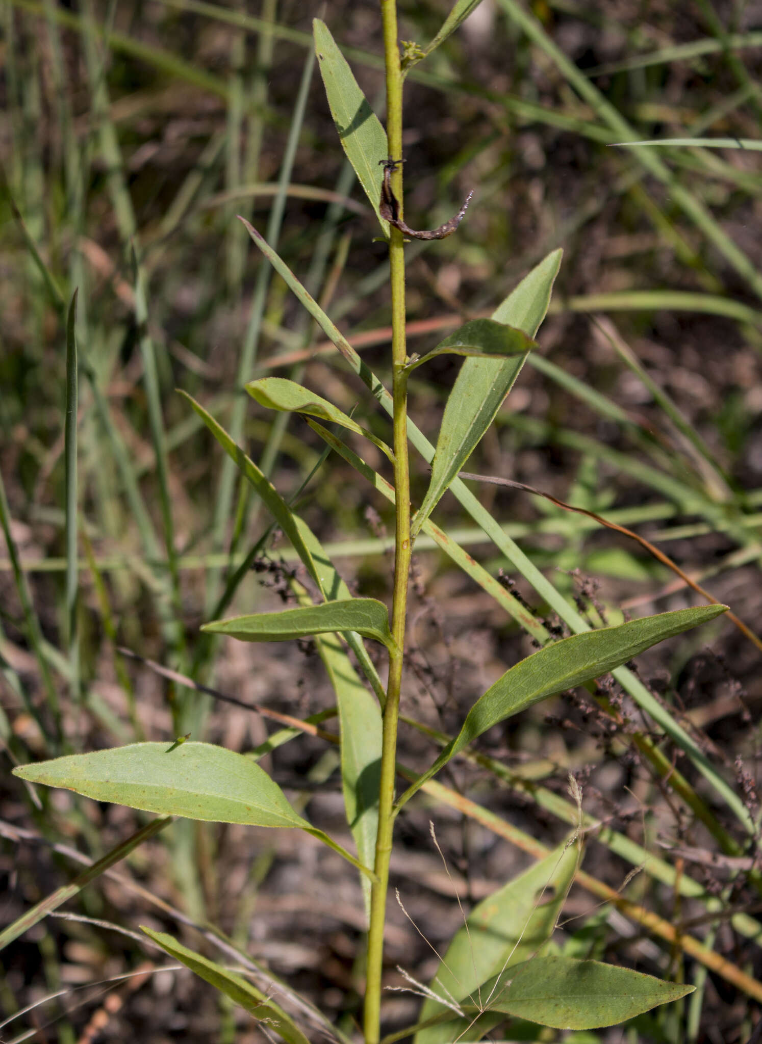 Image of showy goldenrod