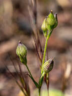 Imagem de Silene coniflora Nees ex Otth