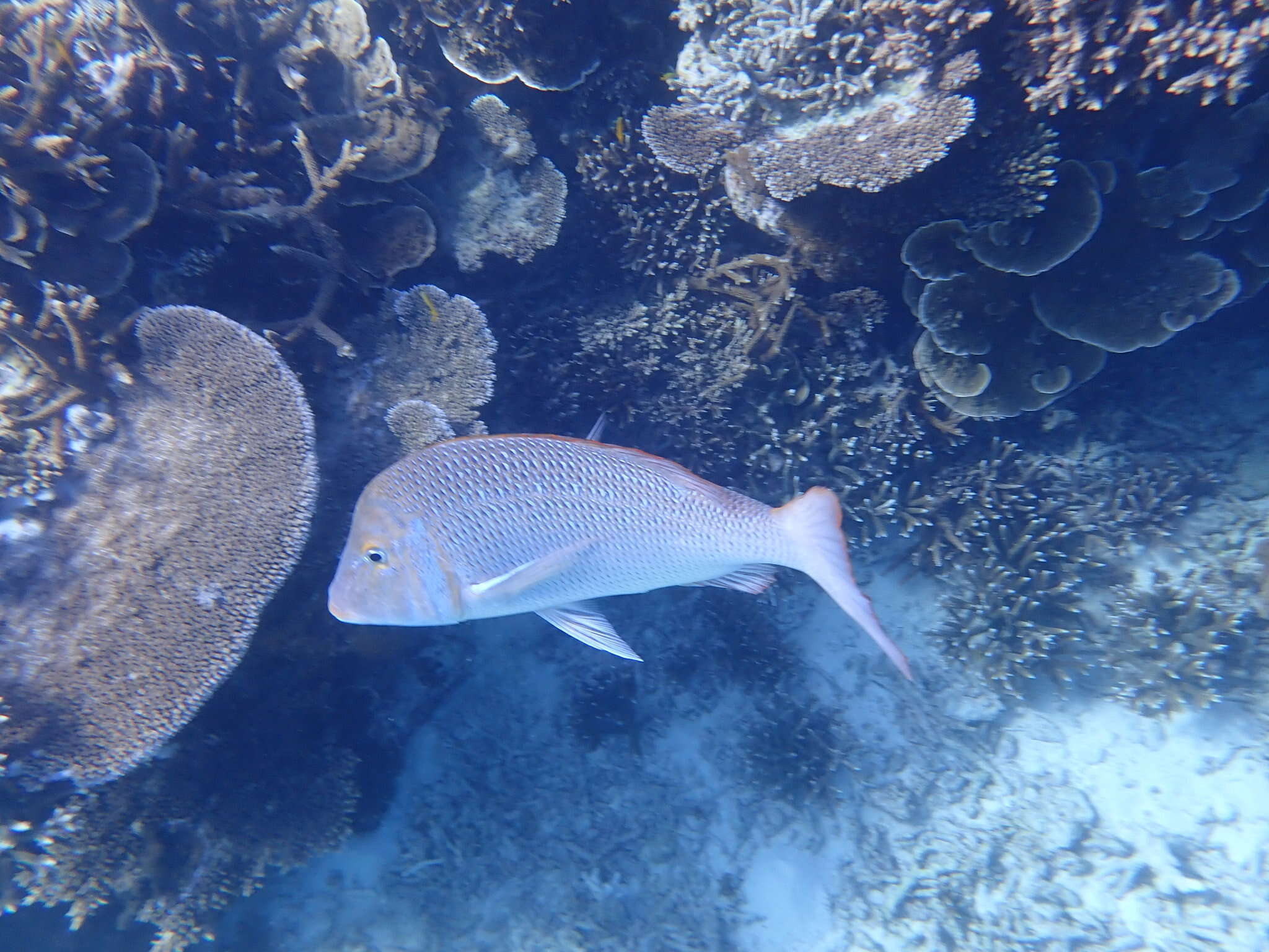 Lethrinus nebulosus (Forsskål 1775) resmi