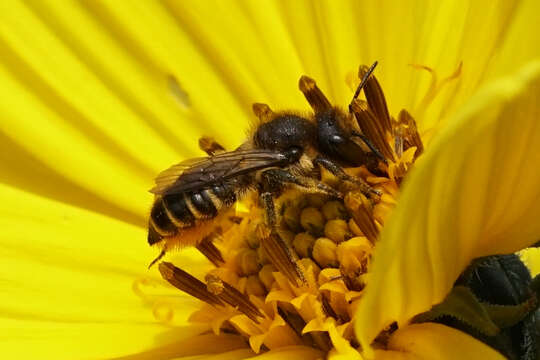 Image of Megachile leaf-cutter bee