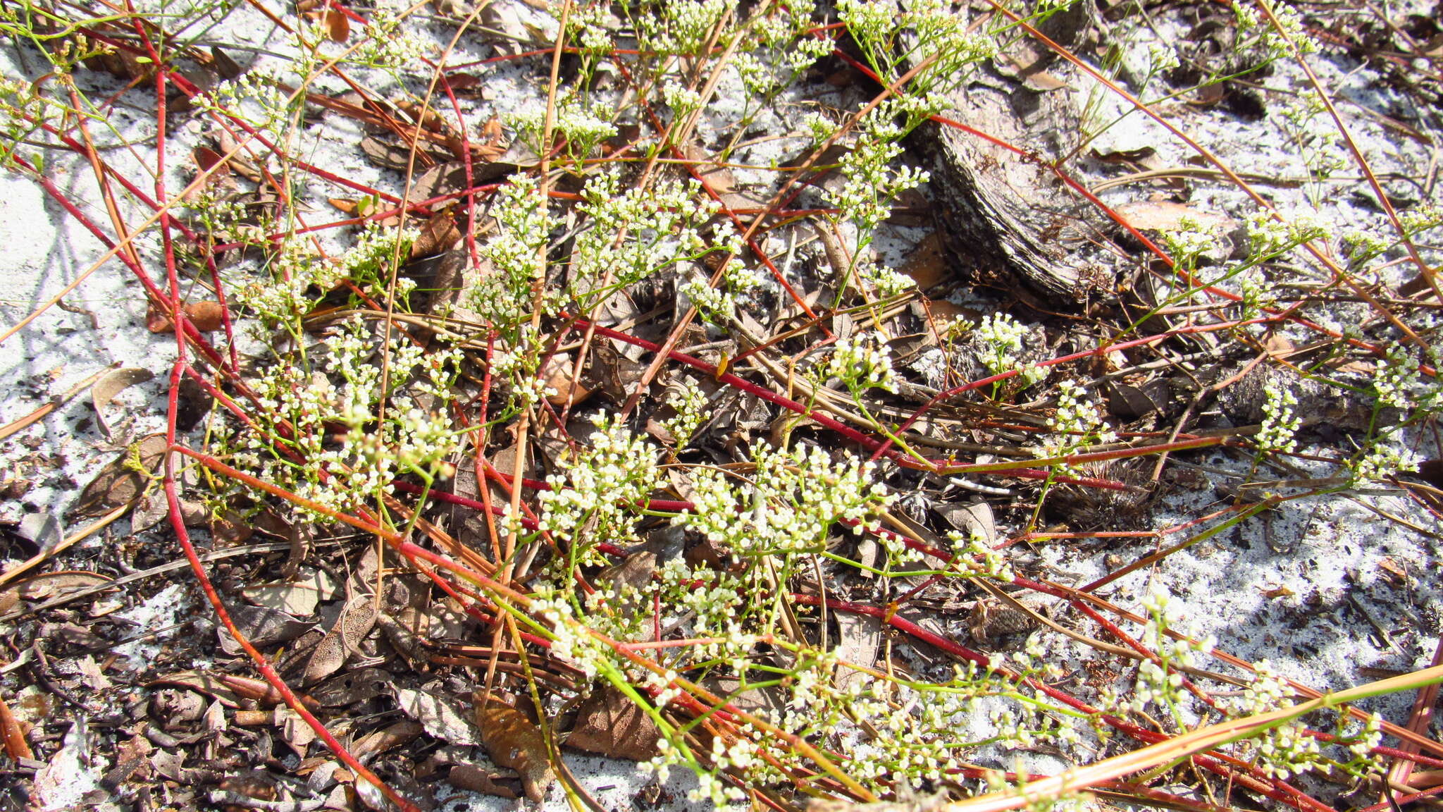 Image of American nailwort