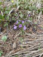 Imagem de Cardamine trifida (Lam. ex Poir.) B. M. G. Jones