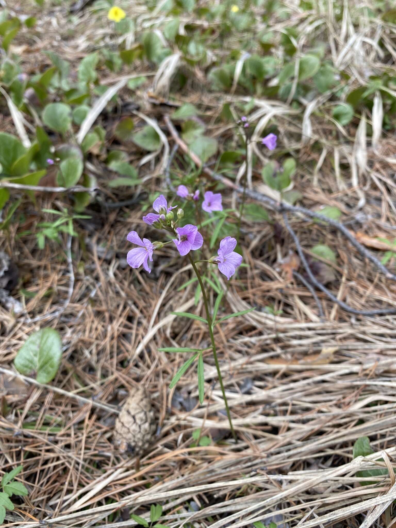 Imagem de Cardamine trifida (Lam. ex Poir.) B. M. G. Jones