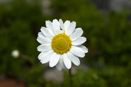 Image of Anthemis chia L.