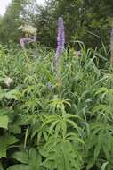 صورة Veronicastrum sibiricum var. yezoense Hara