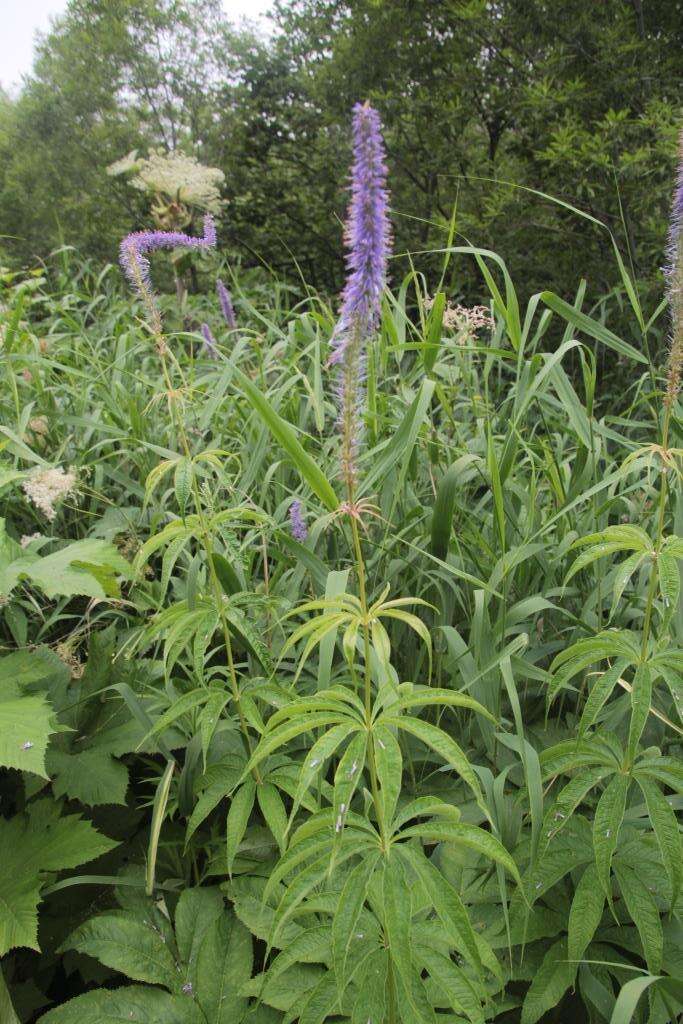 Image de Veronicastrum sibiricum var. yezoense Hara