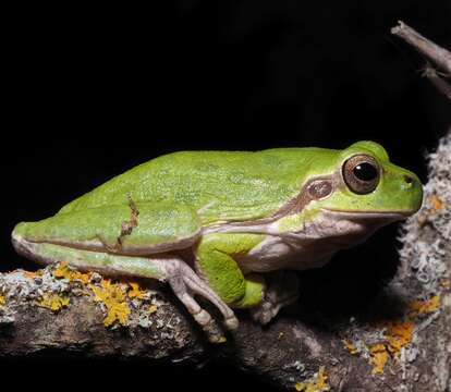 Image of Sardinian Tree Frog