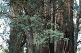 Plancia ëd Acacia dealbata Link