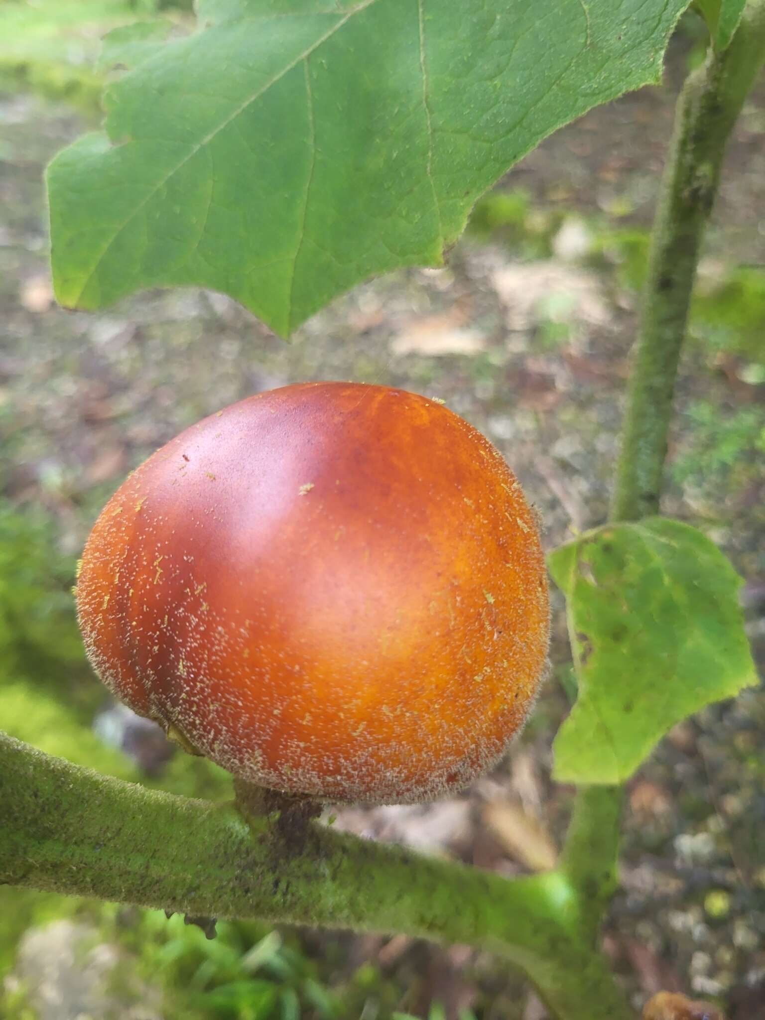 صورة Solanum sessiliflorum M. F. Dun.