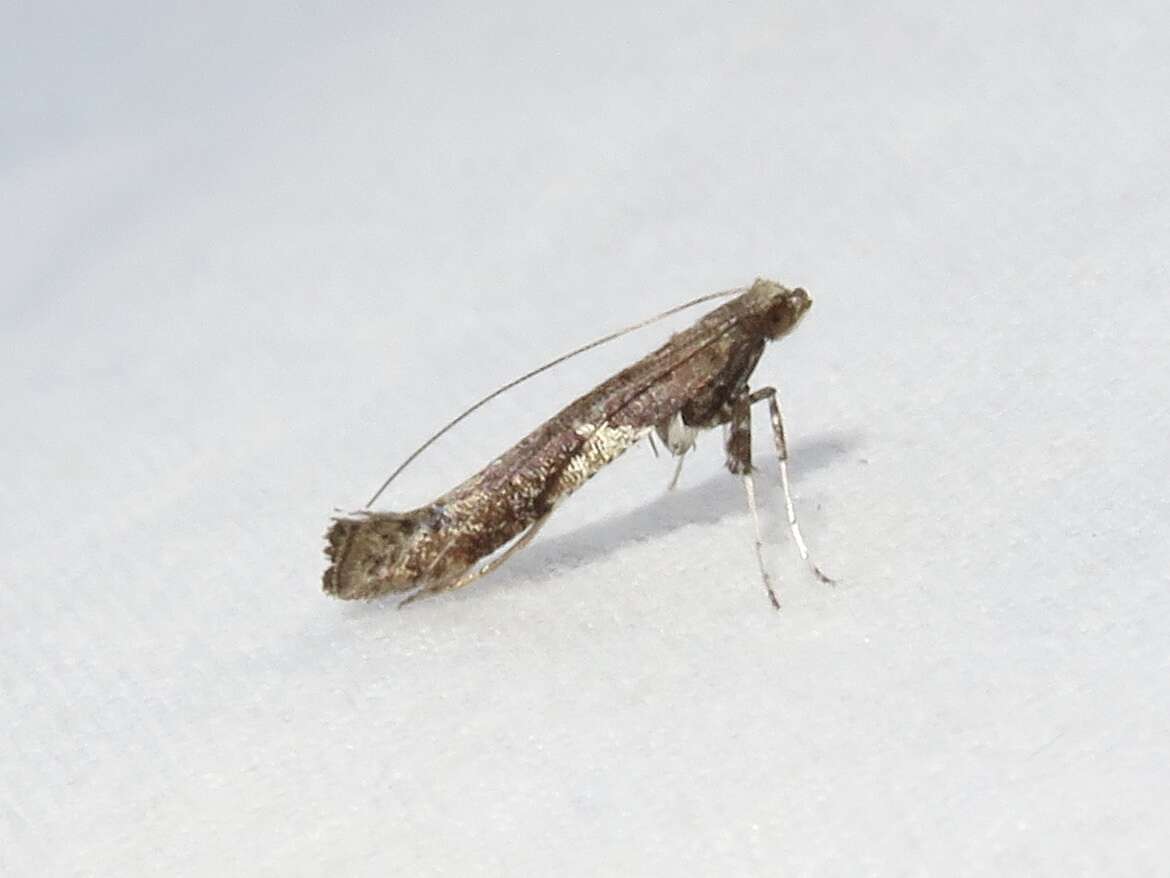 Imagem de Caloptilia stigmatella (Fabricius 1781)