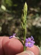 Image of Bouchea flabelliformis M. E. Jones