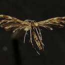Image of Capperia ningoris (Walsingham 1880)