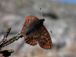 Image of Dingy Fritillary