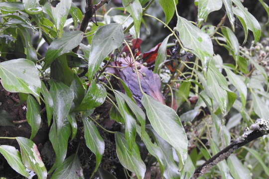 Image de Hedera rhombea var. formosana (Nakai) H. L. Li