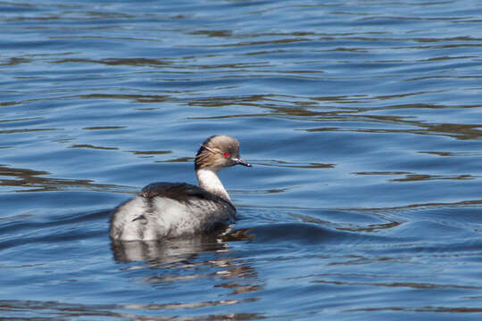 Image of Podiceps occipitalis occipitalis Garnot 1826