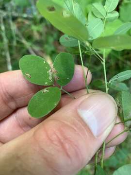 Image of violet lespedeza