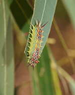 Image de Doratifera quadriguttata Walker 1855