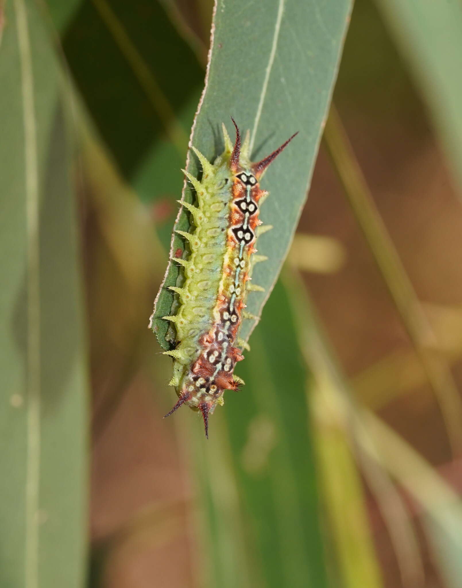 Image de Doratifera quadriguttata Walker 1855