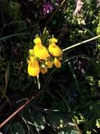 Image of Calceolaria corymbosa Ruiz & Pav.