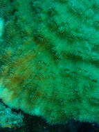 Image of Bowl Coral