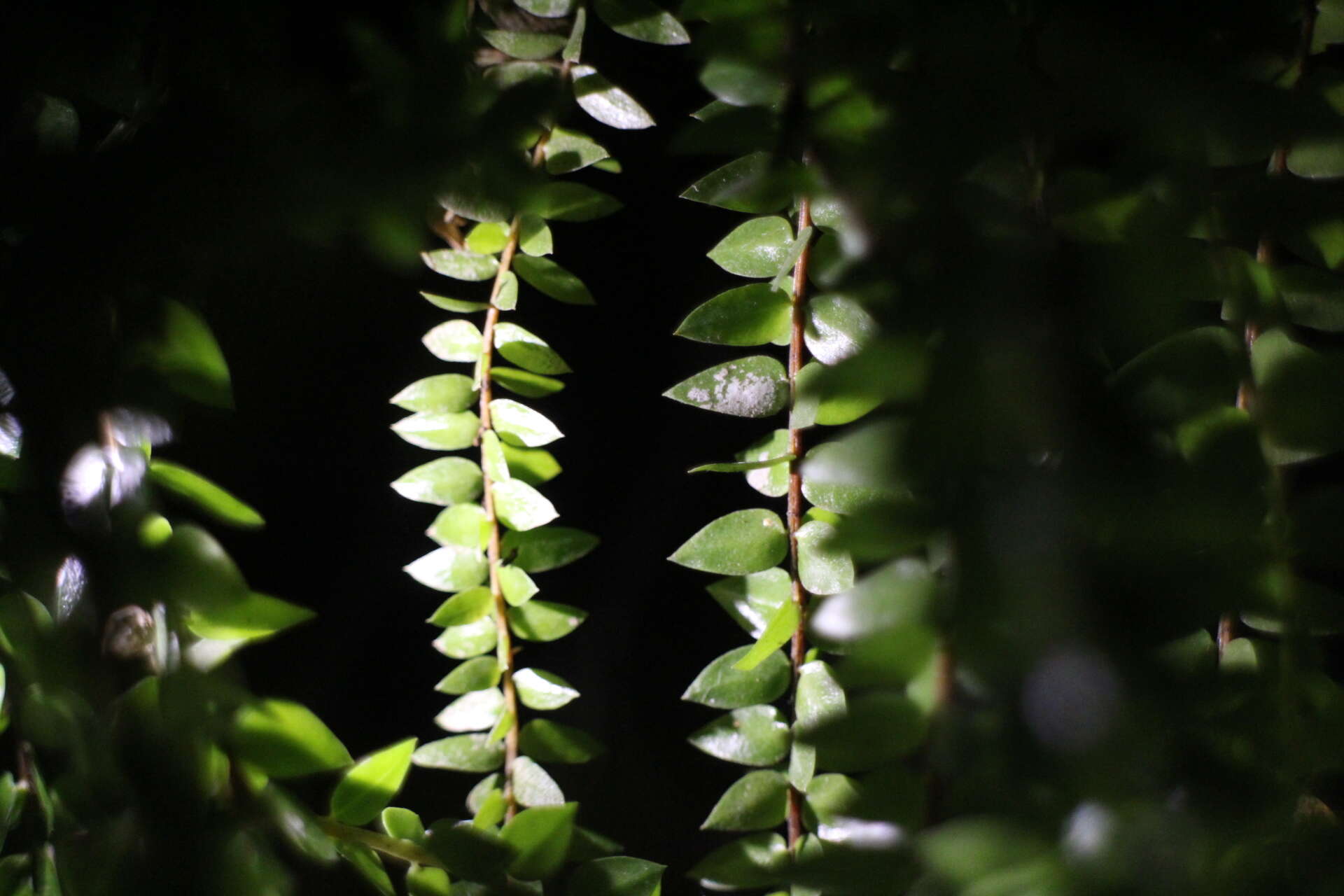 Image of tassel fern