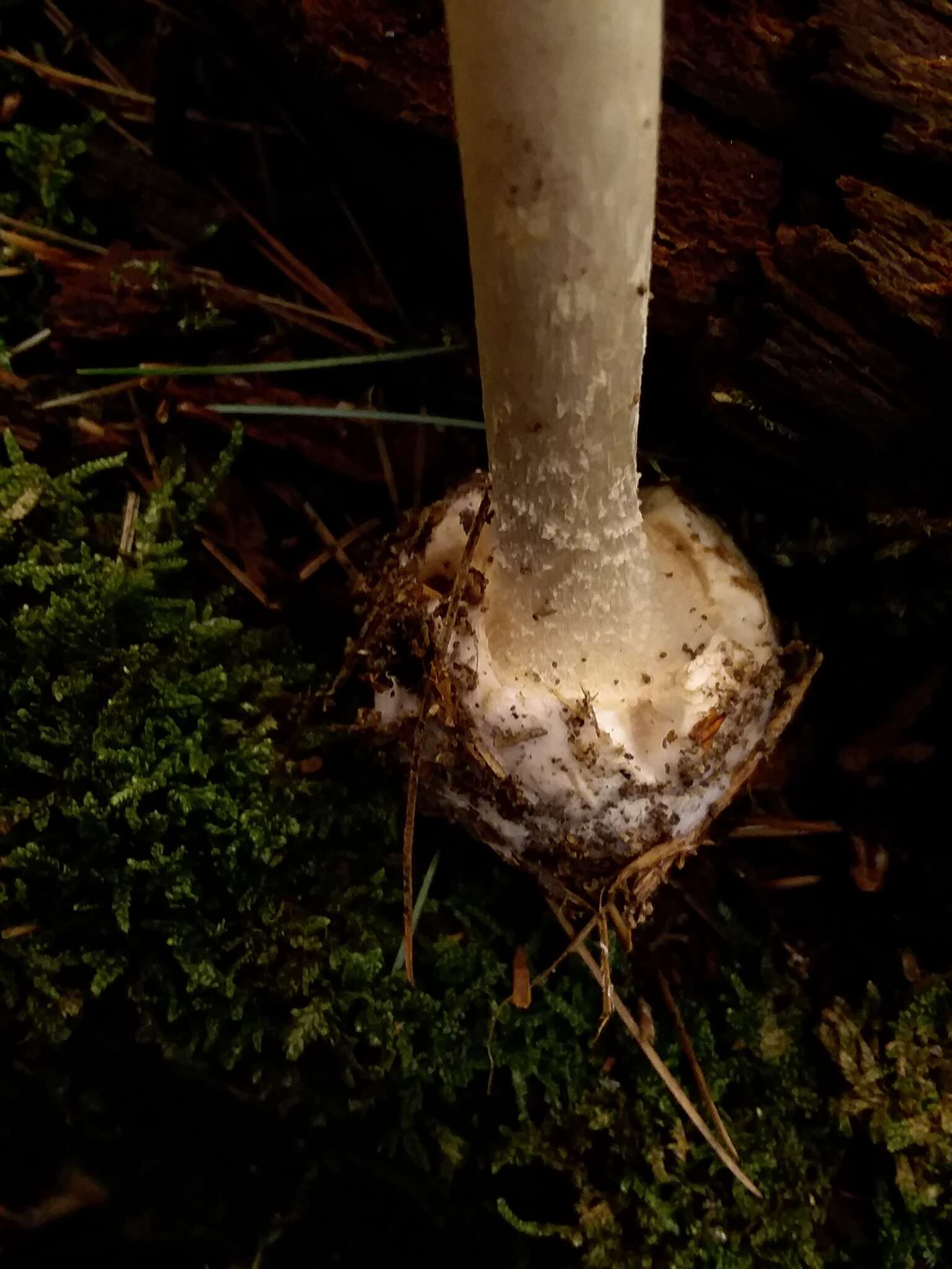 Image of Coker's Lavender Staining Amanita