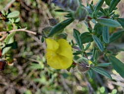 Image of Helianthemum stipulatum (Forsk.) C. Chr.