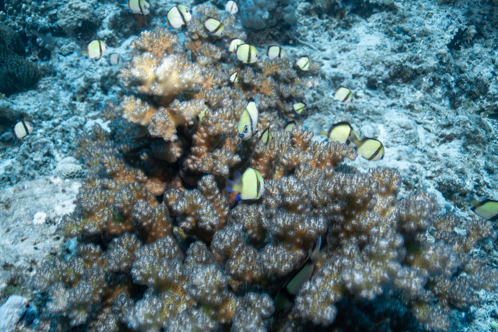 Image of Cauliflower coral