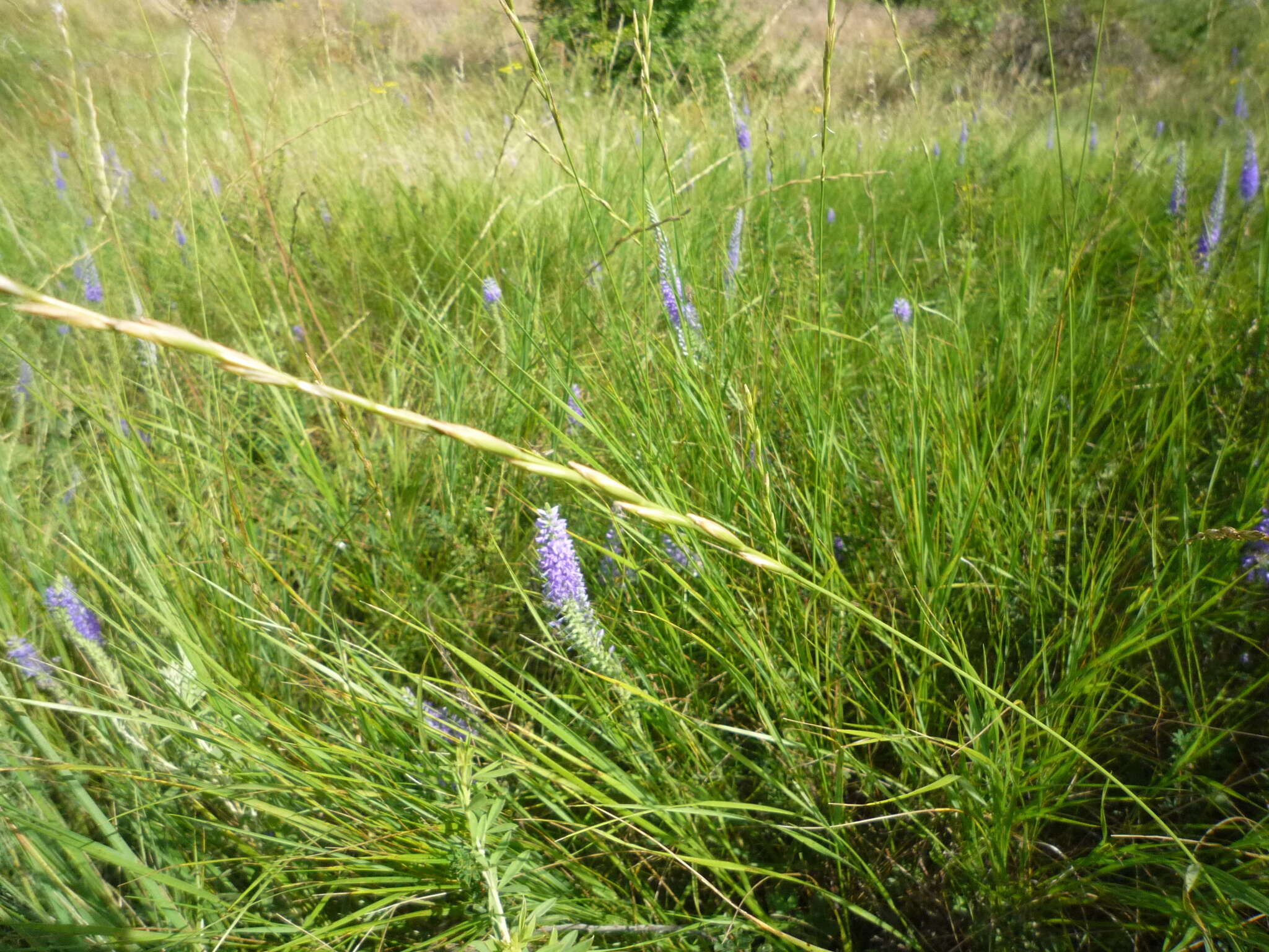 Imagem de Elymus stipifolius (Trautv.) Melderis