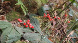 Image of Ardisia primulifolia Gardner & Champ.