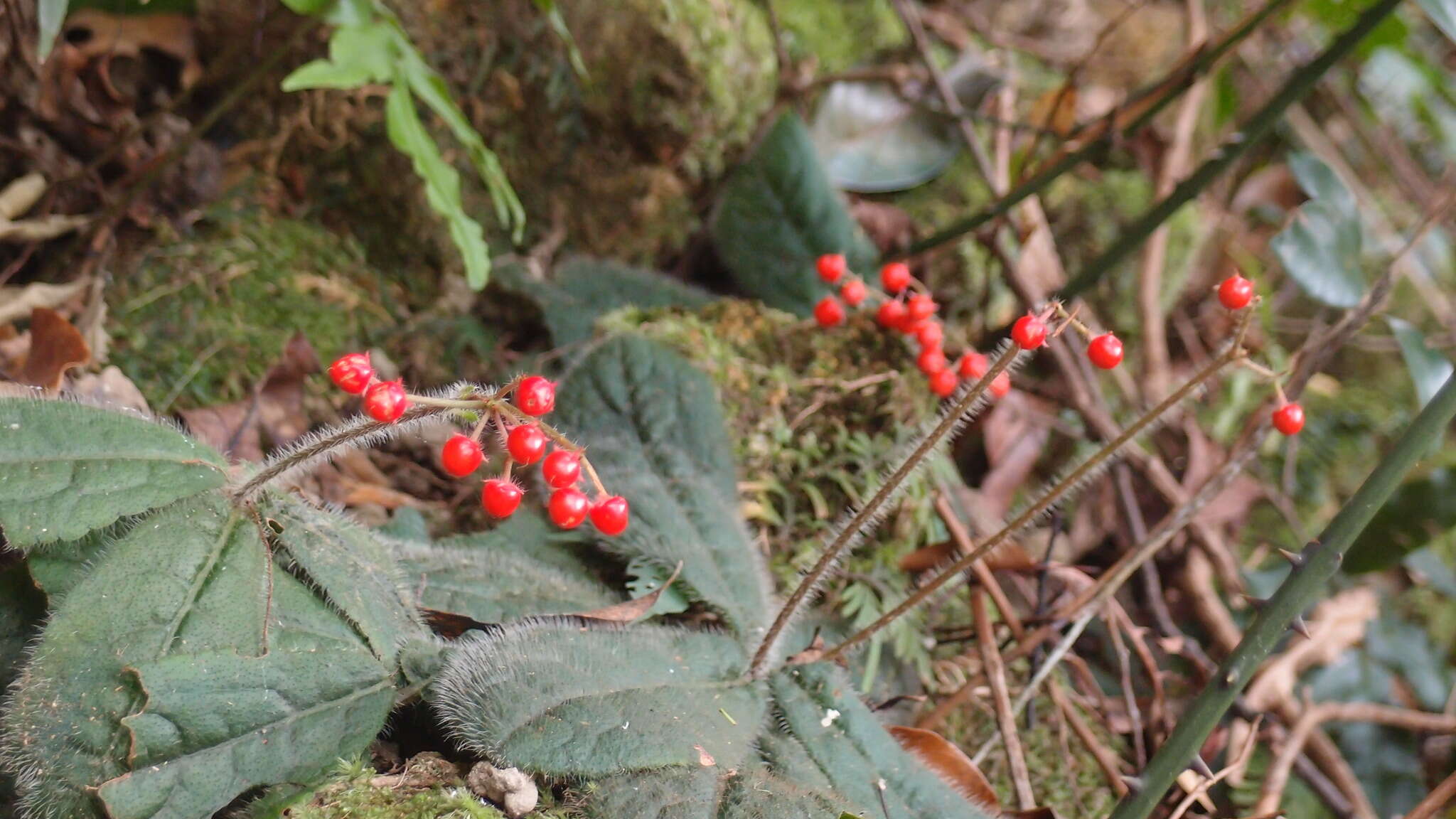 Image of Ardisia primulifolia Gardner & Champ.