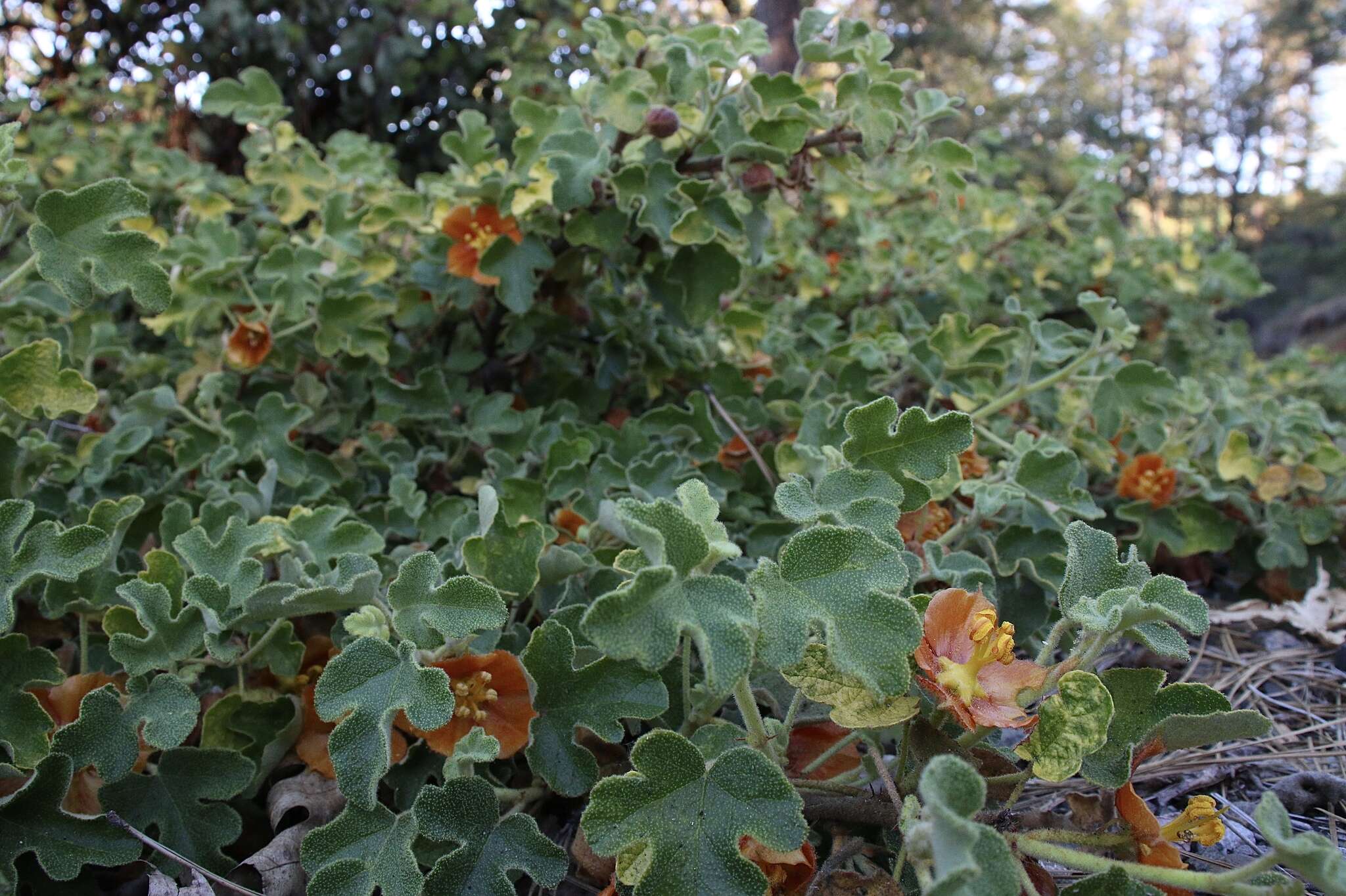 Image of Pine Hill flannelbush