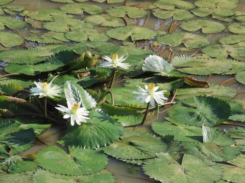 Image of Egyptian white water-lily