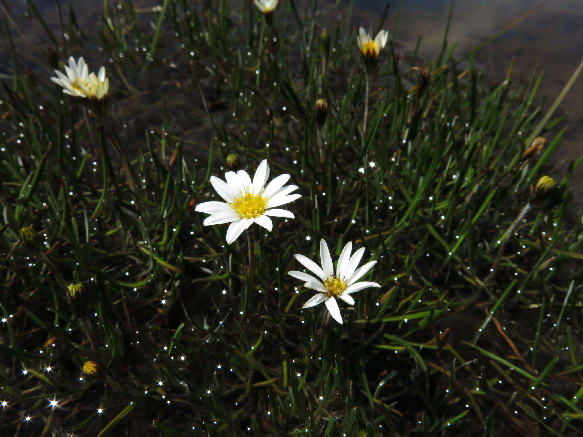 Image of Celmisia alpina (Kirk) Cheesem.