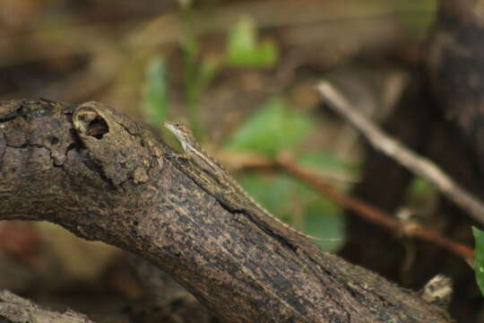 Image of Anguilla Bank Anole