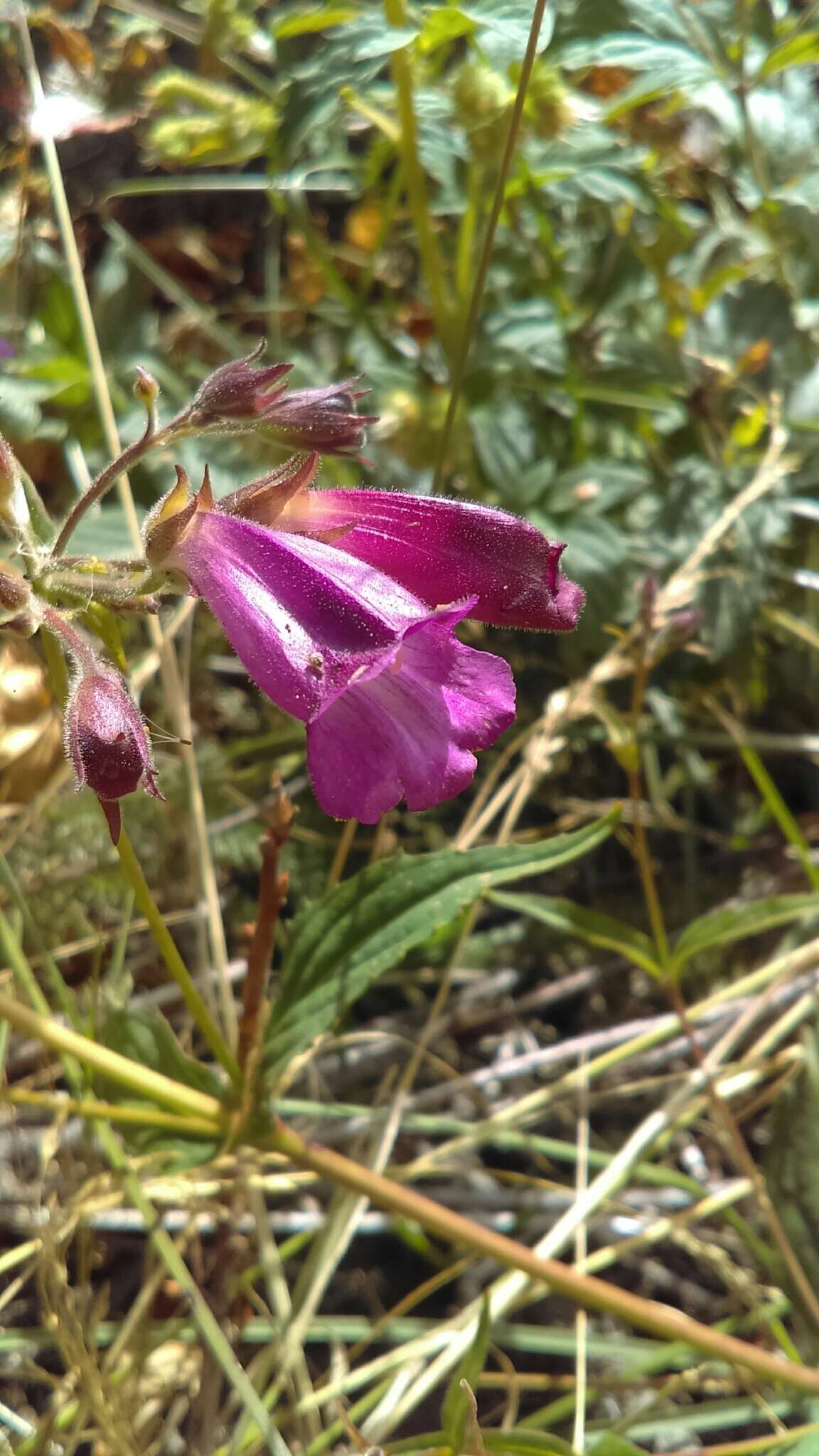 صورة Nothochelone nemorosa (Douglas ex Lindl.) Straw