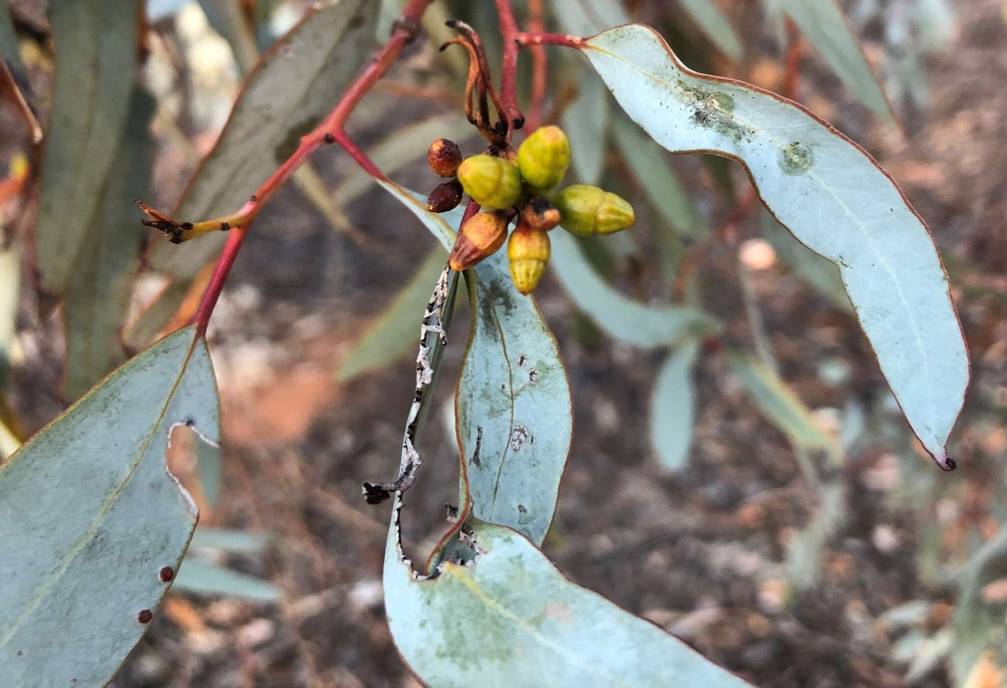 Image of Blue-Leaved Mallee