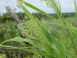 Image of Mexican panicgrass