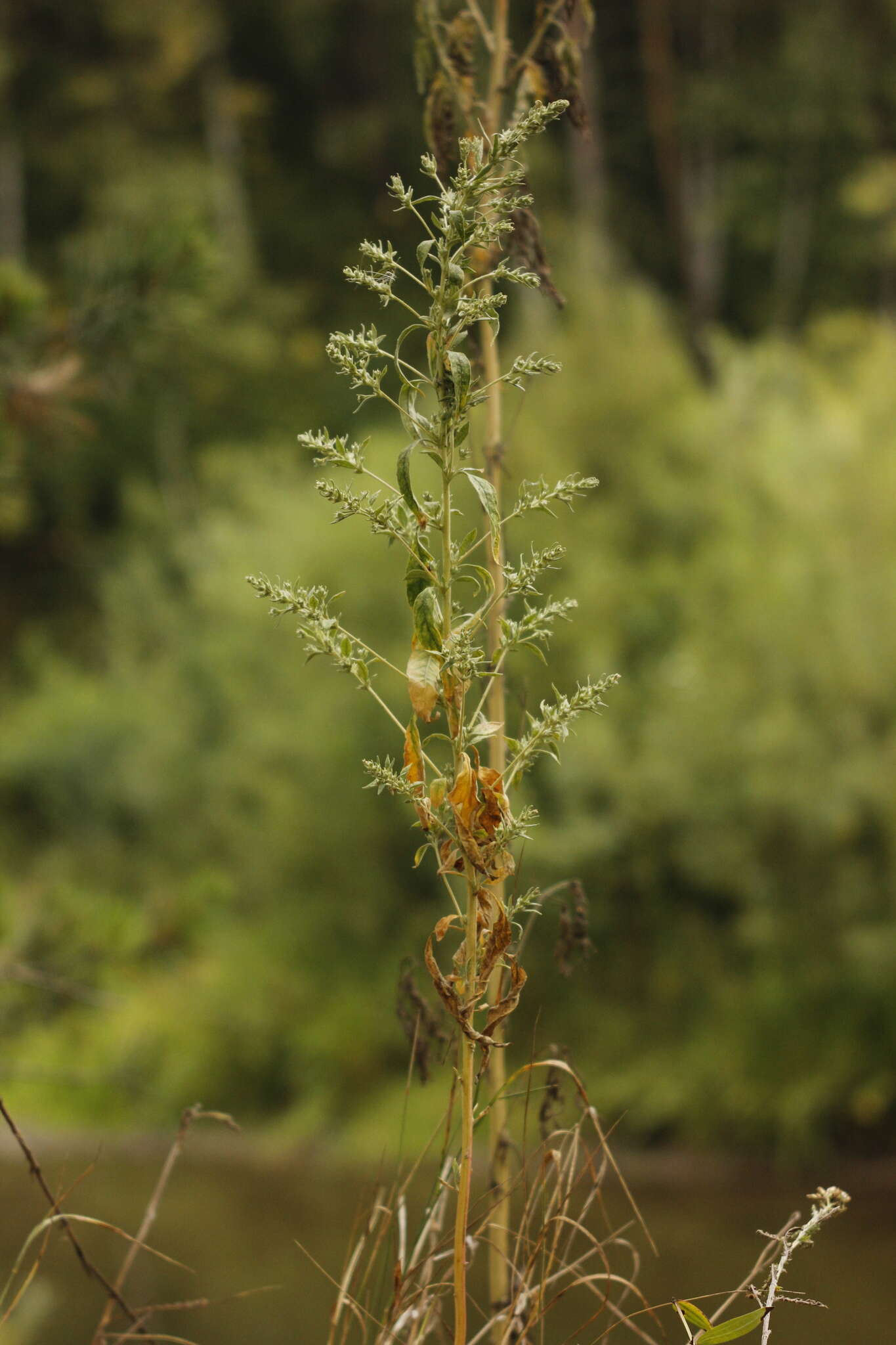 Image of Russian pigweed