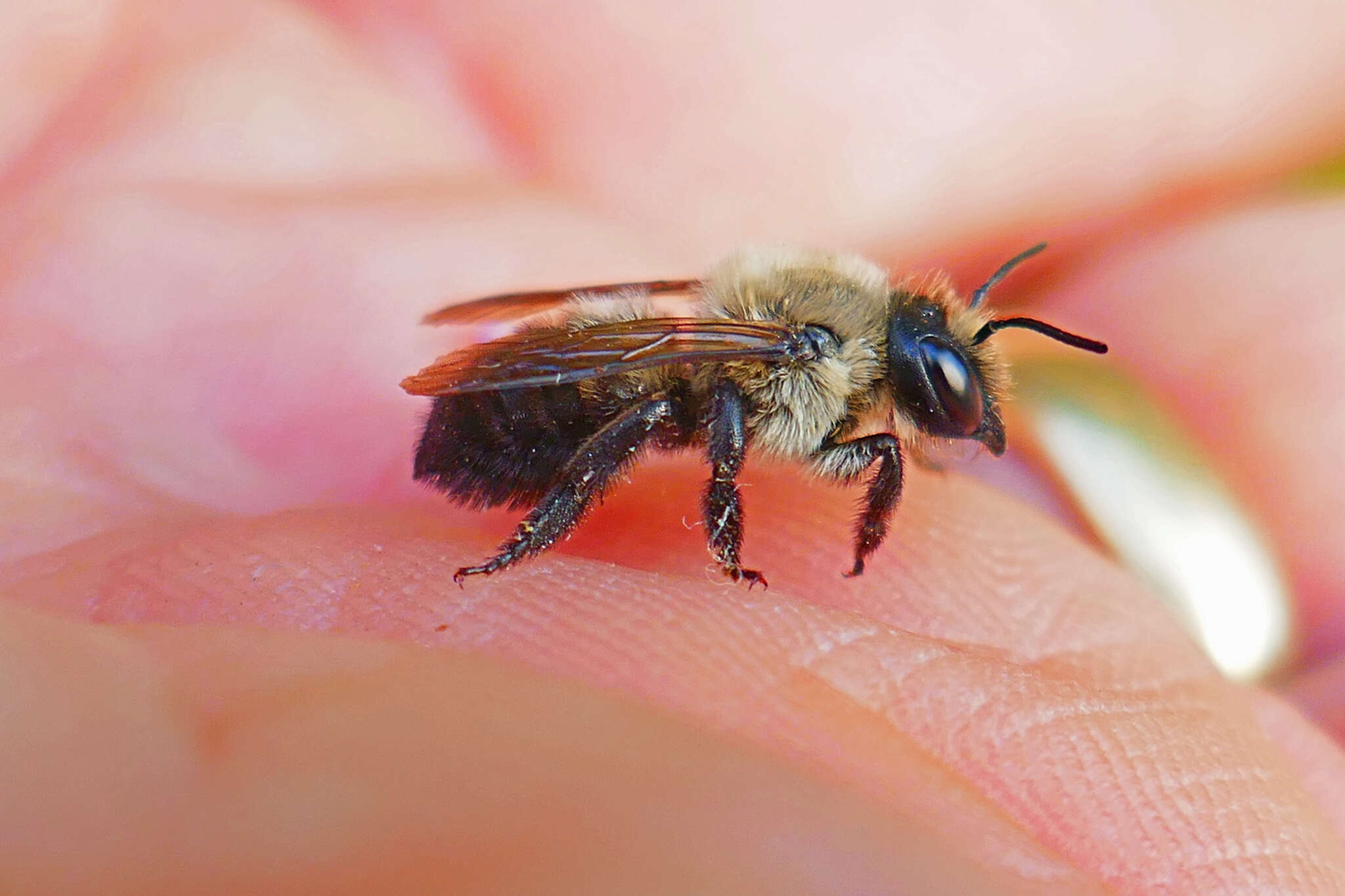 Image of Small-handed Leaf-cutter Bee