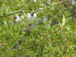 Image of Delmarva Peninsula fox squirrel