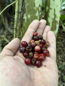 Image of guavaberry