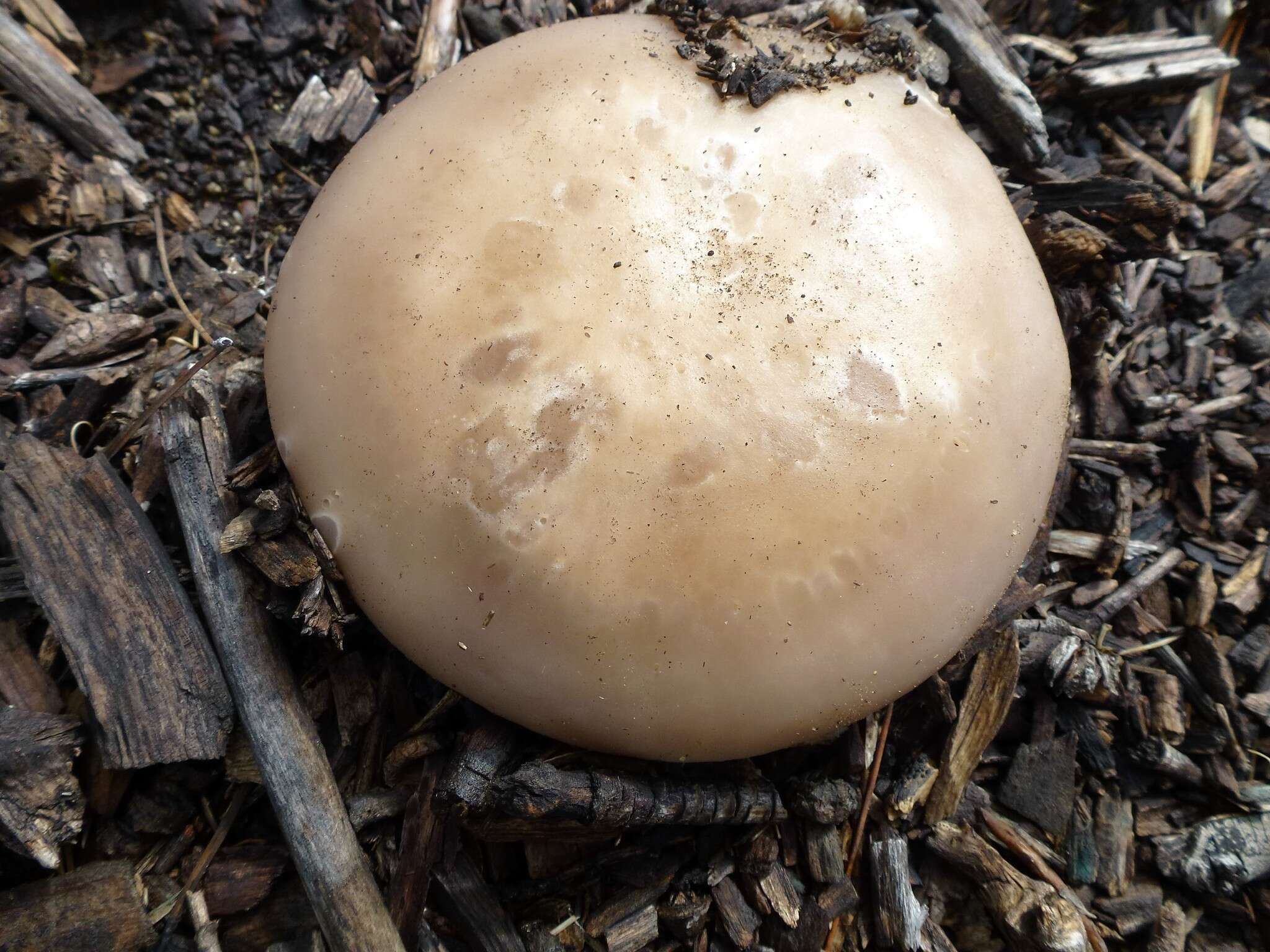 Image of Clitocybe brunneocephala H. E. Bigelow 1982