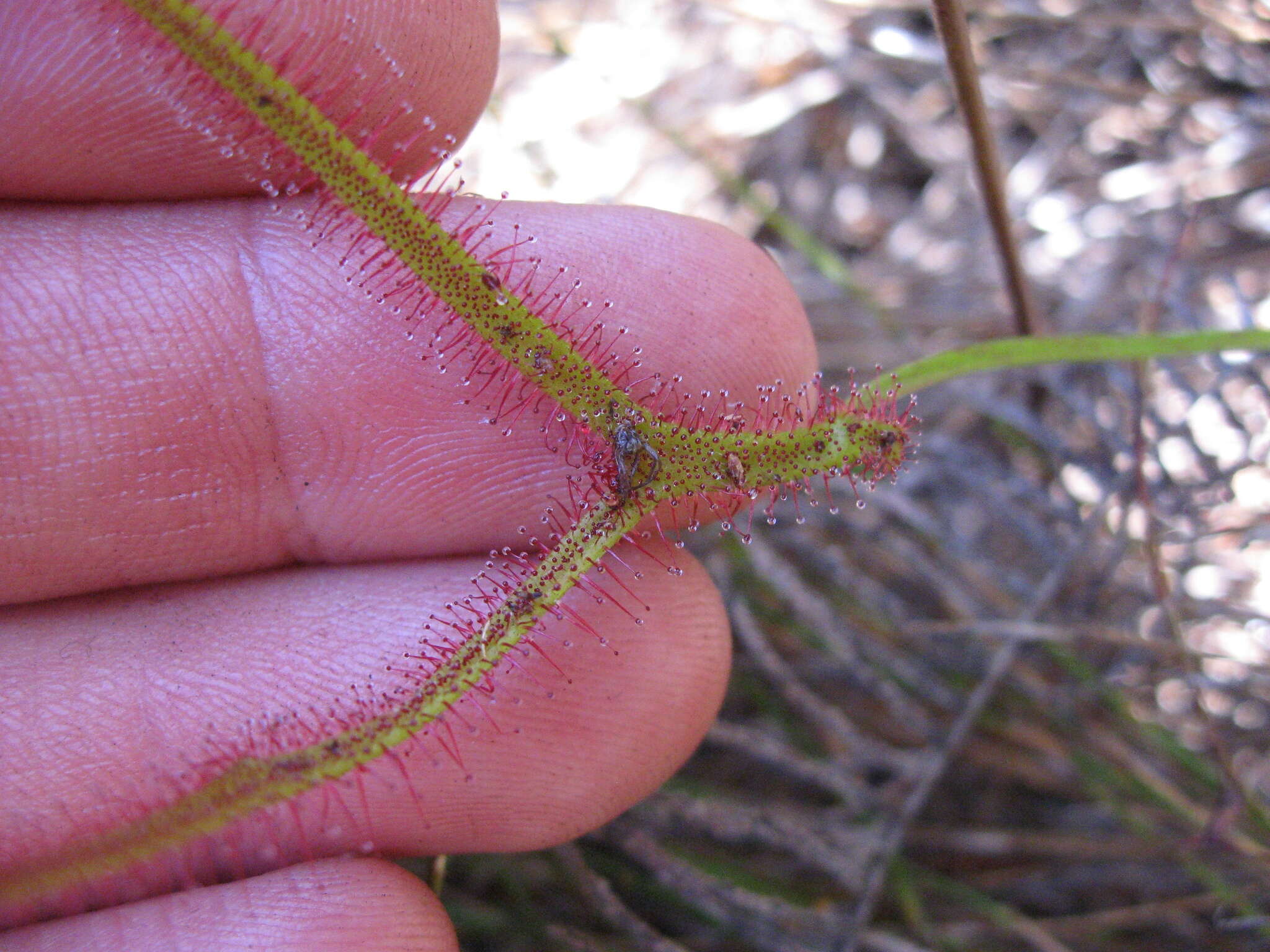 Imagem de Drosera binata Labill.