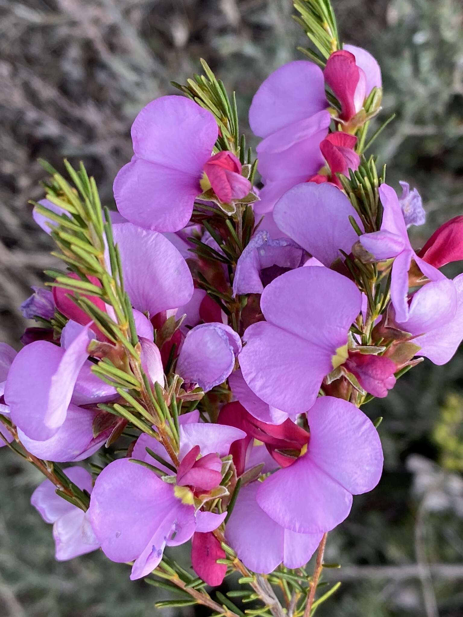 Слика од Gompholobium scabrum Sm.