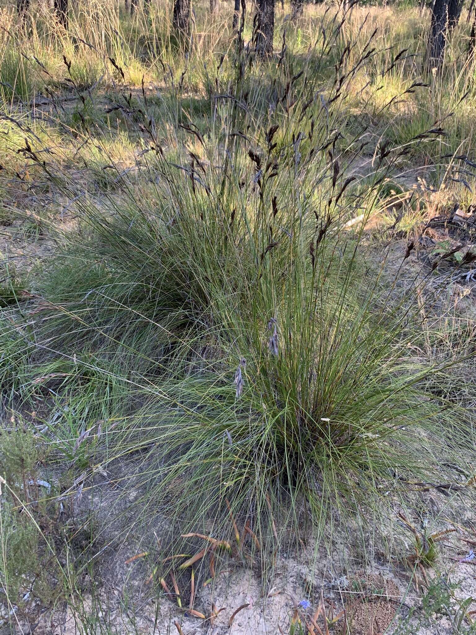 Image of Tetraria ustulata (L.) C. B. Clarke