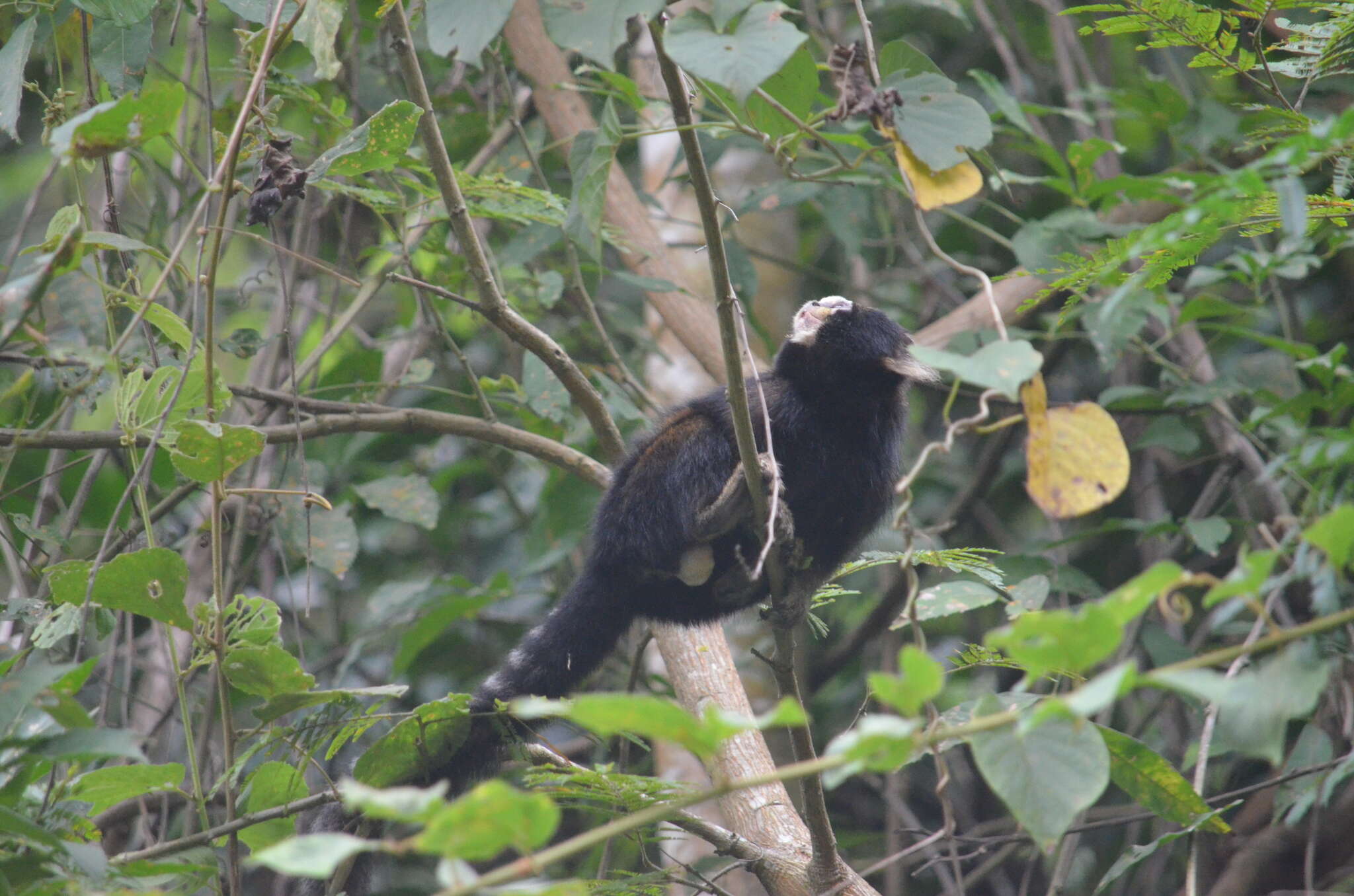 Image of Buffy Tufted-ear Marmoset